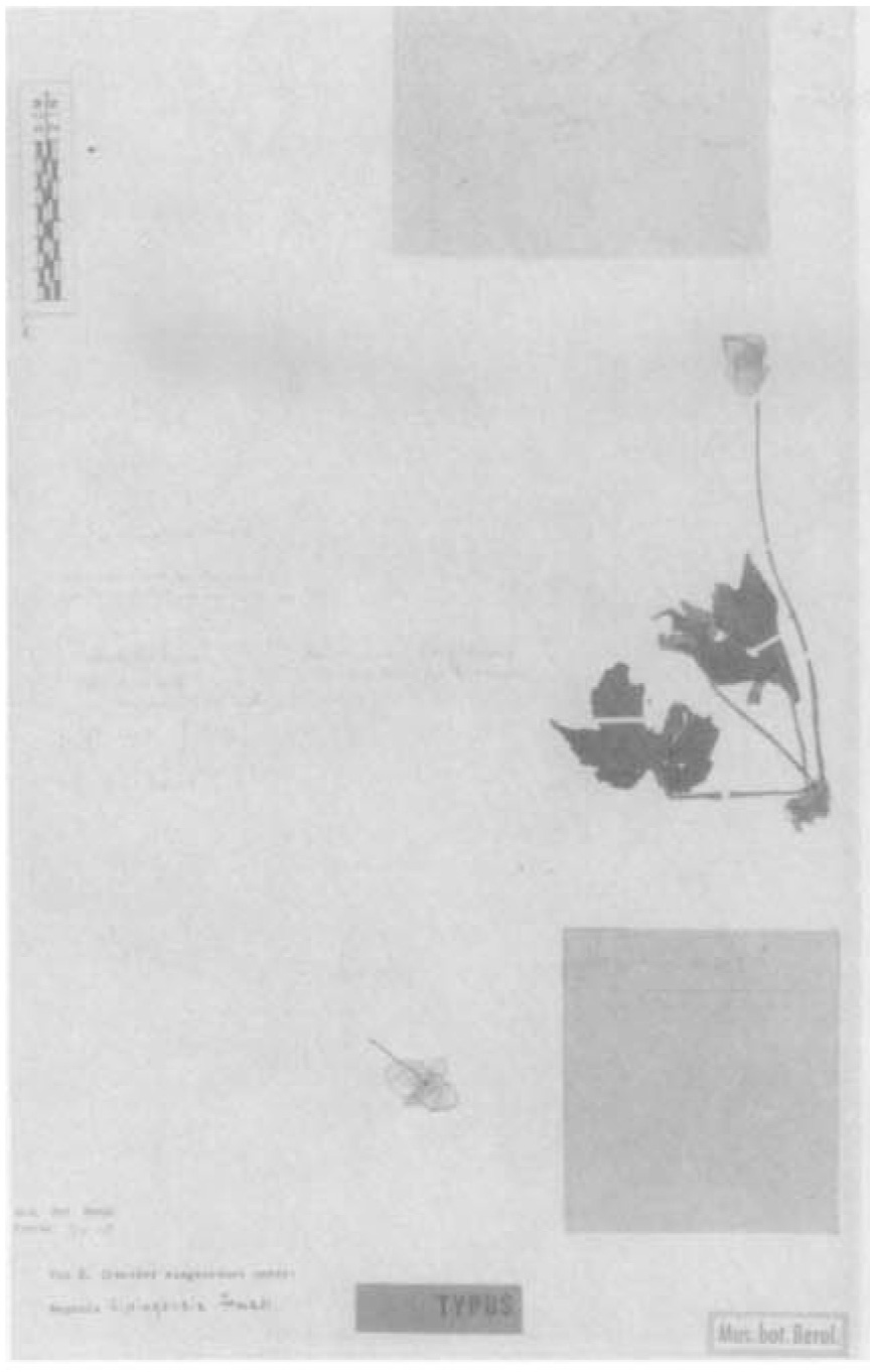 B. lipingensis